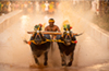 Double tie stuns Gurupura Kambala as buffalo pairs match speeds twice